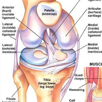 Anterior Cruciate Ligament (ACL) Reconstruction